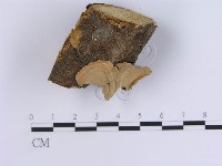 蠔韌革菌藏品圖，第1張