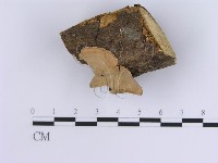 蠔韌革菌藏品圖，第3張