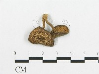 登錄號:F0003111藏品圖，第3張