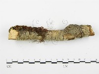 登錄號:F0003116藏品圖，第6張