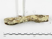 登錄號:F0003116藏品圖，第8張