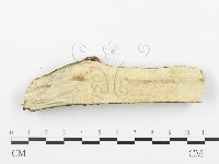 登錄號:F0003117藏品圖，第3張