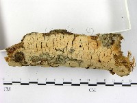 登錄號:F0003135藏品圖，第3張