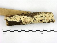 登錄號:F0003150藏品圖，第3張