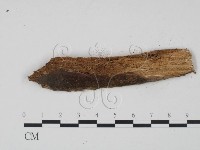 登錄號:F0003155藏品圖，第1張