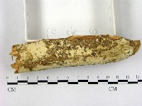 登錄號:F0003158藏品圖，第3張