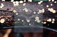 登錄號:F0003165藏品圖，第4張