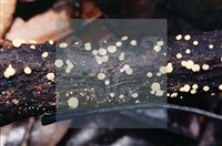 登錄號:F0003165藏品圖，第5張