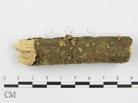 登錄號:F0003170藏品圖，第5張