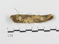登錄號:F0003179藏品圖，第1張