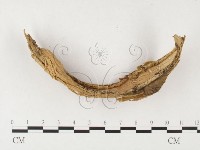 登錄號:F0003180藏品圖，第3張