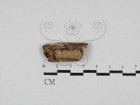 登錄號:F0003183藏品圖，第1張