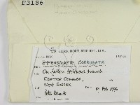 登錄號:F0003186藏品圖，第2張