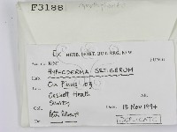 剛毛絲皮菌藏品圖，第2張