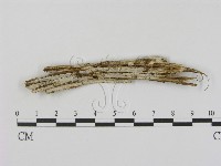 登錄號:F0003201藏品圖，第1張