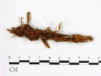 登錄號:F0003203藏品圖，第3張