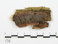 登錄號:F0003207藏品圖，第1張