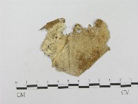 登錄號:F0003208藏品圖，第1張