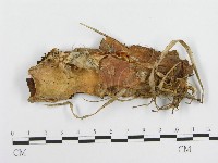 登錄號:F0003211藏品圖，第1張