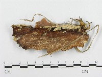 登錄號:F0003211藏品圖，第3張
