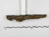 登錄號:F0003213藏品圖，第5張