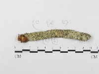 登錄號:F0003221藏品圖，第1張