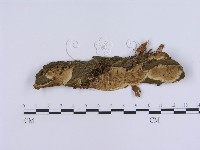 登錄號:F0003223藏品圖，第1張