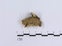 登錄號:F0003225藏品圖，第1張