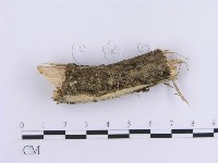 登錄號:F0003229藏品圖，第1張