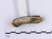 登錄號:F0003229藏品圖，第5張