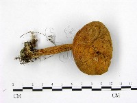 登錄號:F0003230藏品圖，第1張