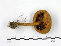 登錄號:F0003230藏品圖，第3張