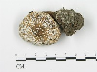 登錄號:F0003233藏品圖，第1張