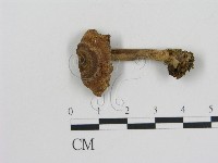 登錄號:F0003237藏品圖，第3張