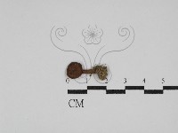 登錄號:F0003238藏品圖，第1張