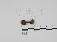 登錄號:F0003238藏品圖，第3張