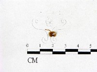 登錄號:F0003239藏品圖，第1張