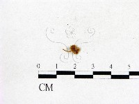 登錄號:F0003239藏品圖，第3張