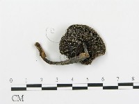 傘菌屬藏品圖，第1張