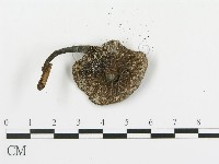 傘菌屬藏品圖，第3張