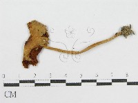 登錄號:F0003244藏品圖，第1張