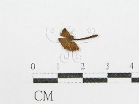 登錄號:F0003245藏品圖，第1張