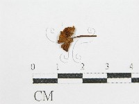 登錄號:F0003245藏品圖，第3張