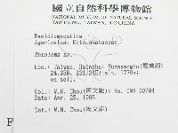 粉褶菌屬藏品圖，第2張