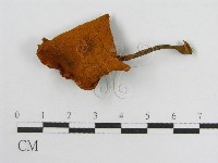 登錄號:F0003250藏品圖，第3張