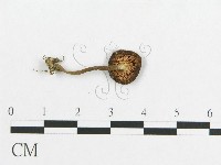 多孔菌屬藏品圖，第3張