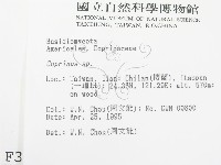 鬼傘屬藏品圖，第2張