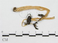鬼傘屬藏品圖，第3張