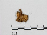 小皮傘屬藏品圖，第3張