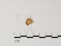 登錄號:F0003260藏品圖，第3張